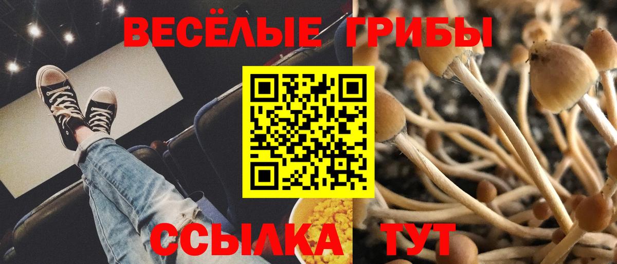 Галлюциногенные грибы Psilocybe Керчь